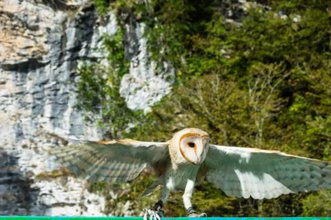 Photo of an owl close up. Stock Photos