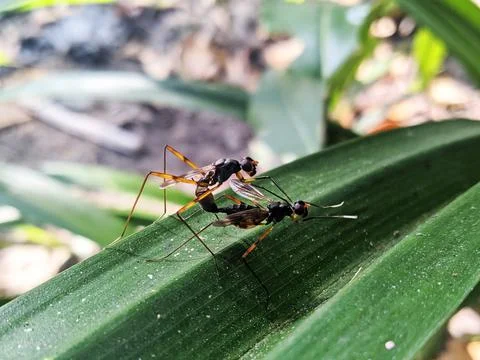 Photo of a pair of wasps mating on a leaf Stock Photos
