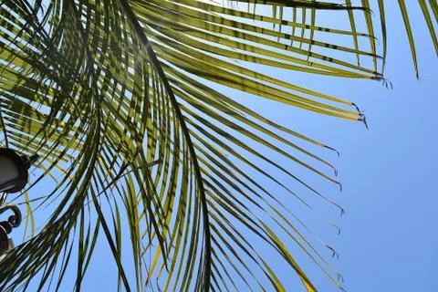 Photo of a palm tree with a blue background Stock Photos