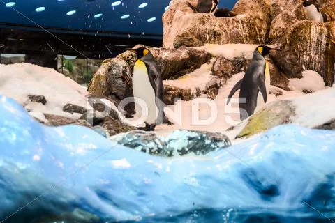Photo Picture Of Wild Penguin Animal Bird Playing