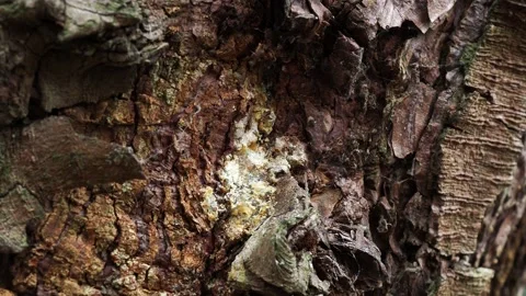 A photo of pine resins on a pine tree. Видео 236696565