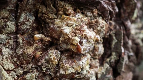 A photo of pine resins on a pine tree. Stock Footage 236696580