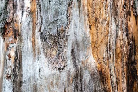 Photo of a pine tree trunk without bark close up Stock Photos
