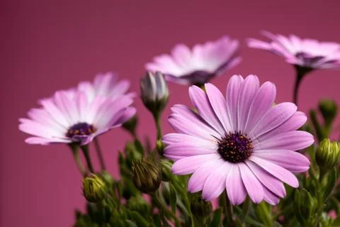 Photo: pink african daisies (dimorphotheca pluvialis) Stockfoto's