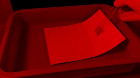 Photo Is Put Into Developer Liquid In Dark Room Stock Footage 277663430