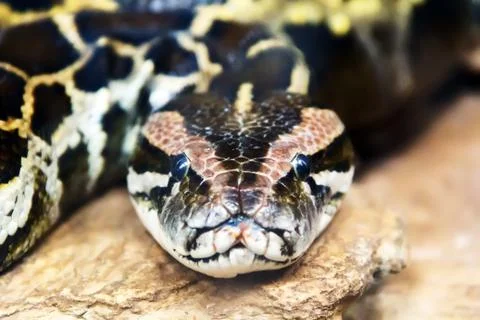 Photo of python head close up in full face Foto stock