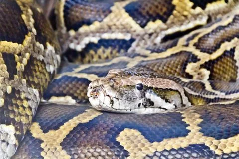 Photo of python head close up Photos