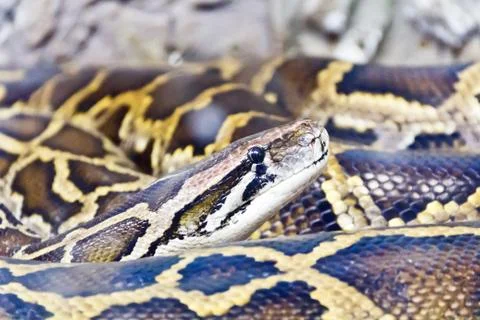 Photo of python head close up Foto stock