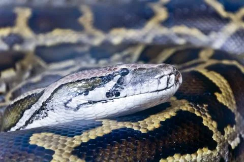 Photo of python head close up Photos