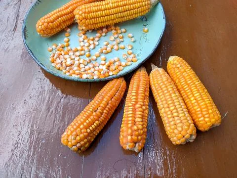 Photo of raw corn on the table. corn grains and whole corn Stock-Fotos