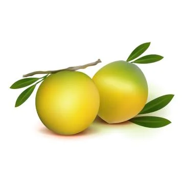 Photo realistic 3d vector abiu caimito fruit with leaves isolated on white ba Stock Illustration