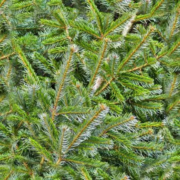 Photo realistic seamless texture pattern of organic plant leaves. Foto stock