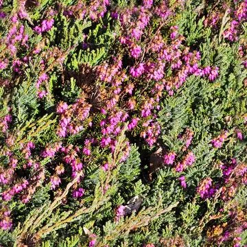 Photo realistic seamless texture pattern of organic plant leaves. Foto stock