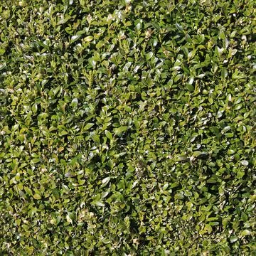 Photo realistic seamless texture pattern of organic plant leaves. Foto stock