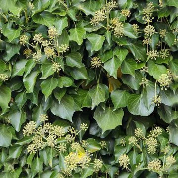 Photo realistic seamless texture pattern of organic plant leaves. Foto stock