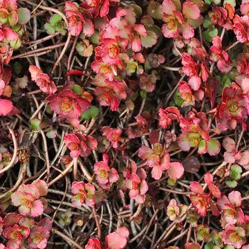 Photo realistic seamless texture pattern of organic plant leaves. Foto stock