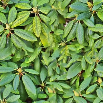 Photo realistic seamless texture pattern of organic plant leaves. Foto stock