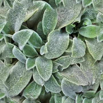 Photo realistic seamless texture pattern of organic plant leaves. Foto stock