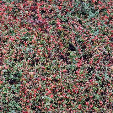 Photo realistic seamless texture pattern of organic plant leaves. Foto stock