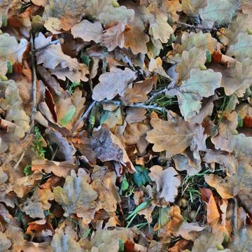 Photo realistic seamless texture patterns of autumn leaves on a forest ground 写真素材
