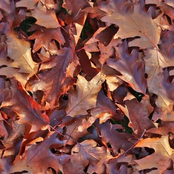 Photo realistic seamless texture patterns of autumn leaves on a forest ground 写真素材