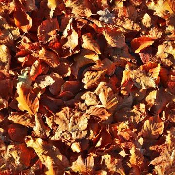 Photo realistic seamless texture patterns of autumn leaves on a forest ground 写真素材