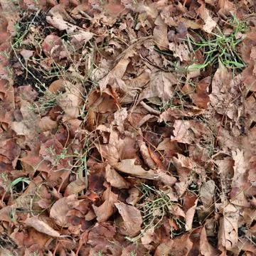 Photo realistic seamless texture patterns of autumn leaves on a forest ground 写真素材