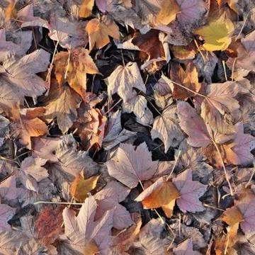 Photo realistic seamless texture patterns of autumn leaves on a forest ground 写真素材