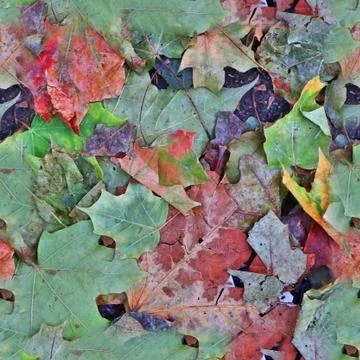 Photo realistic seamless texture patterns of autumn leaves on a forest ground 写真素材