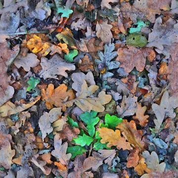 Photo realistic seamless texture patterns of autumn leaves on a forest ground 写真素材
