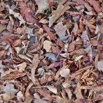 Photo realistic seamless texture patterns of autumn leaves on a forest ground 写真素材