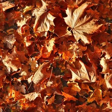 Photo realistic seamless texture patterns of autumn leaves on a forest ground 写真素材