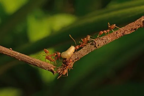Photo of red ants working together to bring white maggots Stock Photos