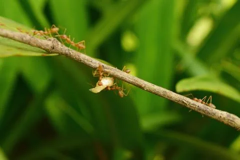Photo of red ants working together to bring white maggots Stock Photos