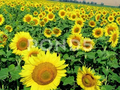 Photo of ripening sunflowers growing on agricultural field at summer Stock Photos