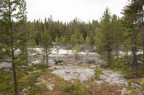 Photo river running through forest Norway Stock Photos