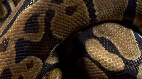 Photo of royal ball python on background Stock-Fotos