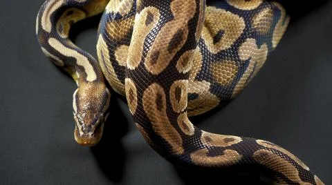 Photo of royal ball python on black table Stock-Fotos