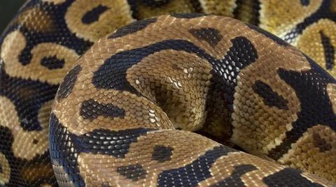 Photo of royal ball python on black Stock-Fotos