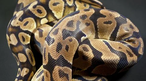 Photo of royal ball python on black texture Stock-Fotos