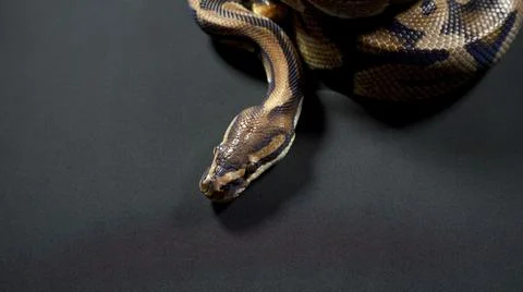 Photo of royal ball python on black dark background Stock-Fotos