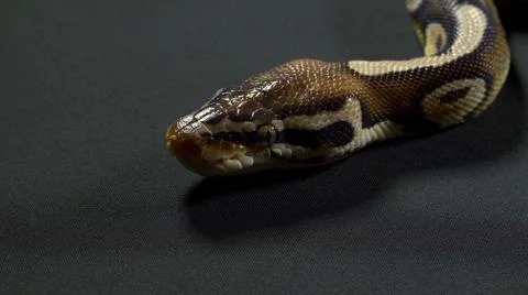Photo of royal python on black table Stock-Fotos