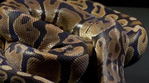 Photo of royal python on dark background 写真素材