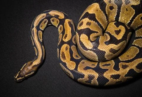 Photo of royal python Stock-Fotos