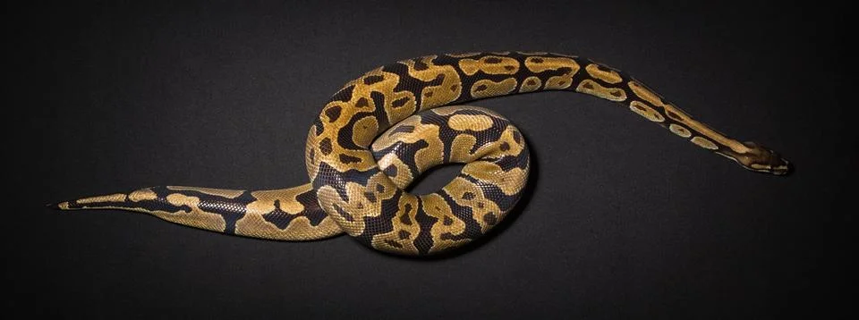 Photo of royal python's loop Foto stock