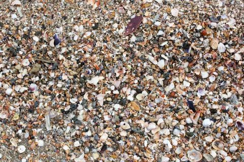 Photo of sea shells background Stockfoto's