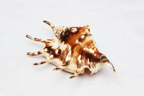 Photo of a seashell on a white background Stock Photos