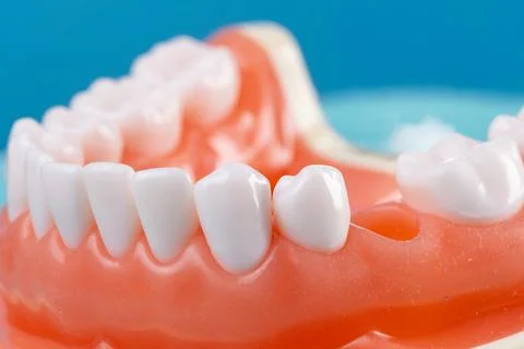 Photo of a set of false teeth with white teeth. Stock Photos
