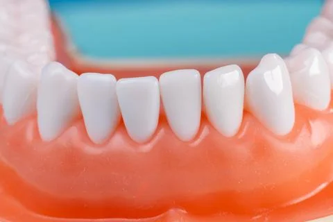 Photo of a set of false teeth with white teeth. 库存照片