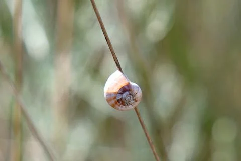 Photo of a shell on a blade of grass Fotos de archivo